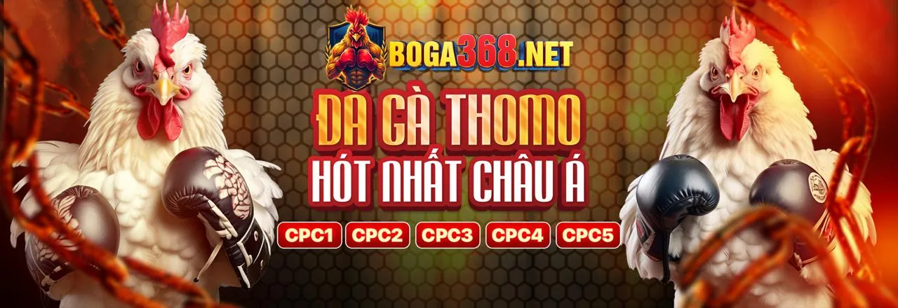 Trận đá gà kịch tính tại xoxo66 chính thức